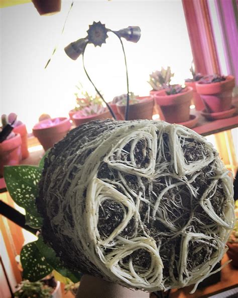 Root Porn R Houseplants