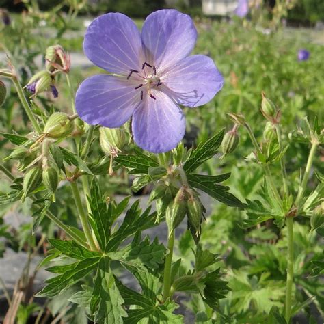 Plantes Vivaces Geranium Pratense G Ranium Des Pr S G Ranium Vivace