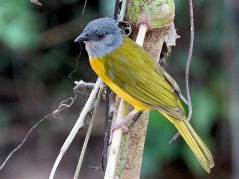 Gray Headed Tanager Ebird