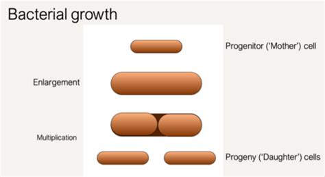 Basic Bacteriology Bacterial Growth Flashcards Quizlet