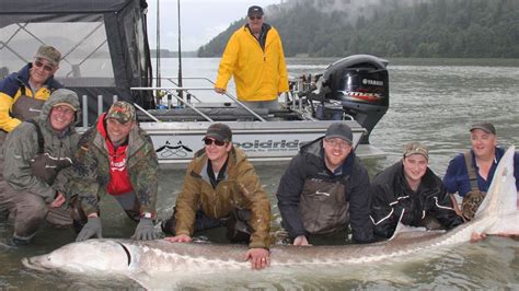 'True dinosaur': Giant sturgeon hauled from river