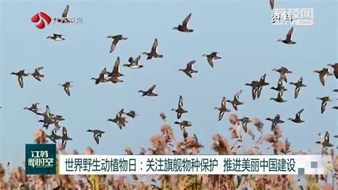 【世界野生动植物日】关注旗舰物种保护 推进美丽中国建设我苏网