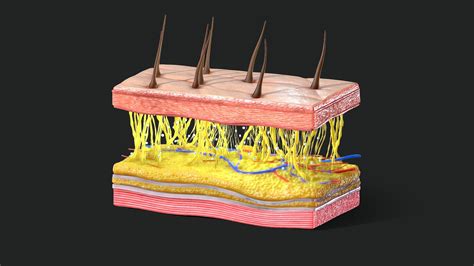 Skin Cross Section Buy Royalty Free D Model By Zames Dcc F