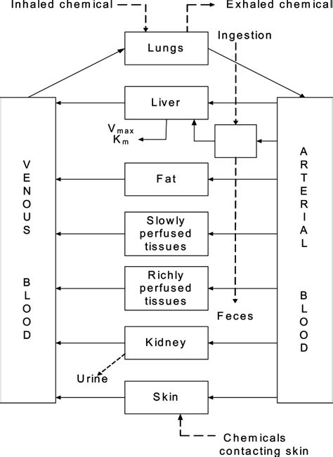 Figure 3 4 Conceptual Representation Of A Physiologically Based