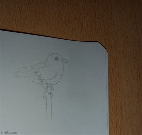Bird Imgflip