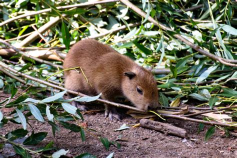 Five Little Capybara Babies - ZooBorns