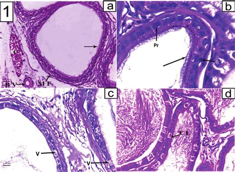 A Photomicrograph Of A Section From A Rat Epididymis Of The A Sham