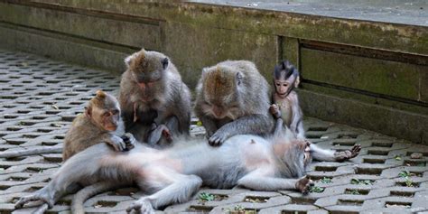 Que Faire Ubud Les Incontournables Dans Le Centre De Bali