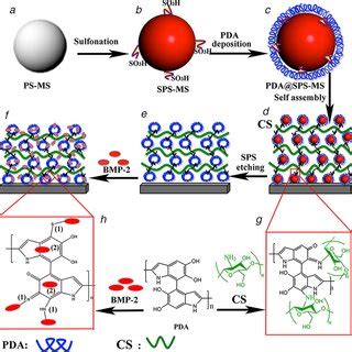 Schematic Illustration Of An Empty Biomimetic Nanoparticle NP