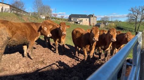 Colère des agriculteurs la ratification du Ceta divise les filières