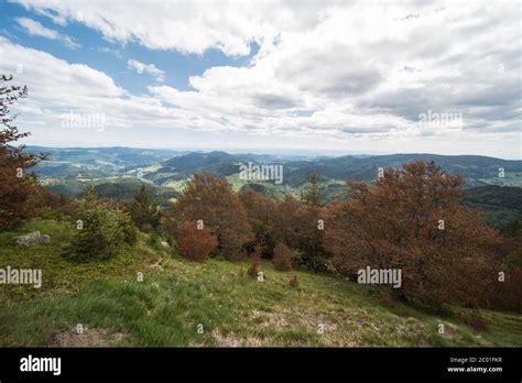 Landscape In The Black Forest In Germany At Belchen Which Is M High