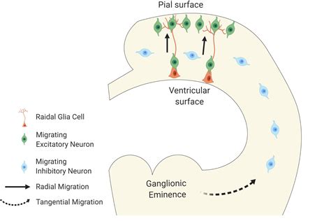 Frontiers Prenatal Environment That Affects Neuronal Migration