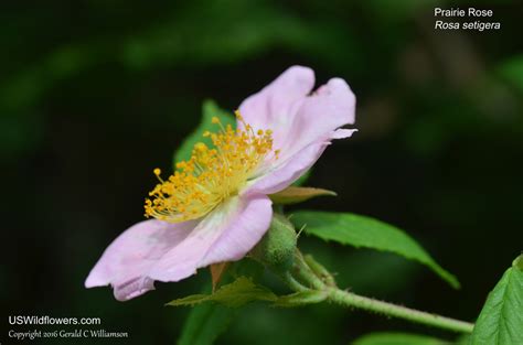 Us Wildflower Prairie Rose Climbing Rose Climbing Prairie Rose