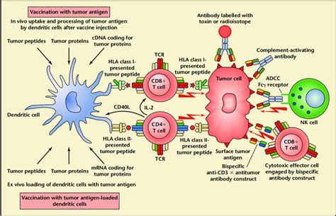 Schematic Representation Of The Antitumor Response And Its Modification