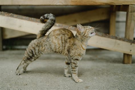 A Cat Stretching · Free Stock Photo