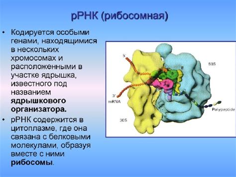 Презентация по биологии "Рибосомы"