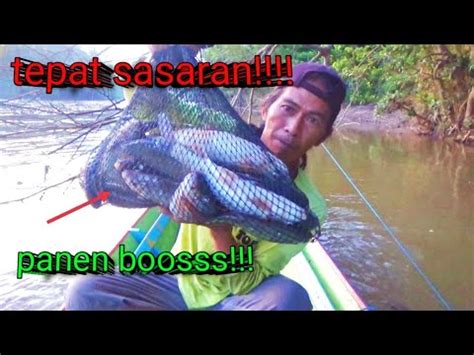 TEPAT SASARAN Selesai Banjir Ikan Ikan Keluar Dari Sarangnya YouTube