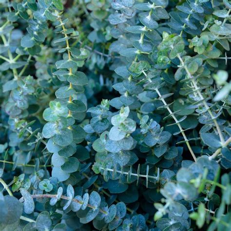 Baby Blue Eucalyptus Seeds 5212 | OSC Seeds