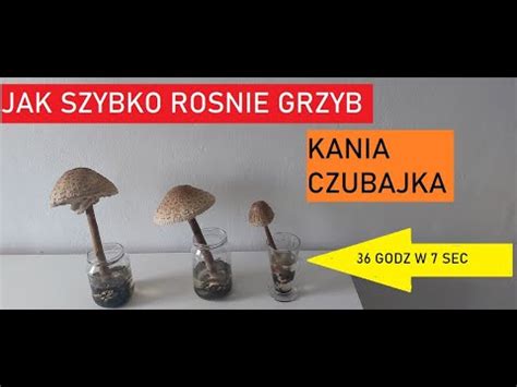 Jak Szybko Ro Nie Grzyb Kania Youtube