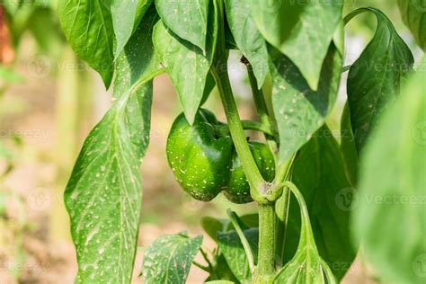 organic farm food, agriculture and harvest concept - green bell pepper in a greenhouse. 10599955 ...