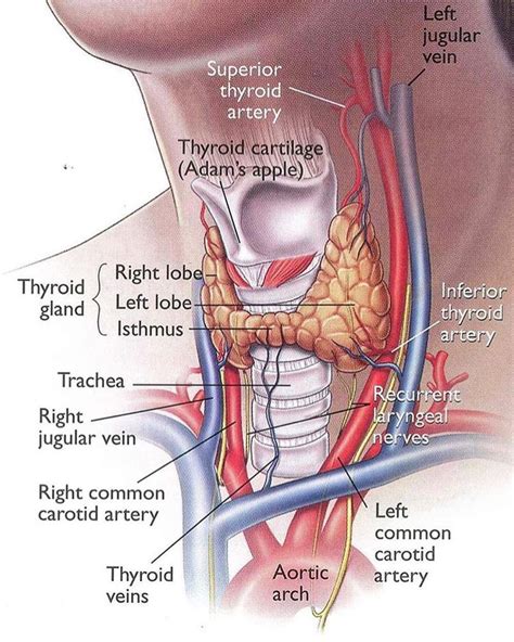 Thyroid Gland MEDizzy