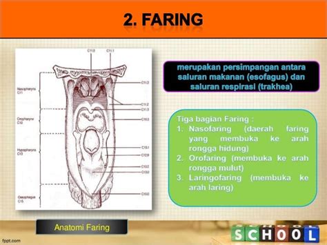 Ipa Dasar Alat Pernafasan Manusia Dan Hewan