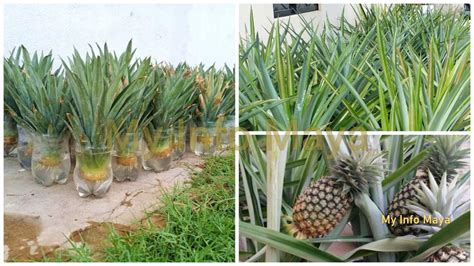 Tanam Nanas Dalam Polybag Ikut 6 Kaedah Ini Hasil Memuaskan My Sumber