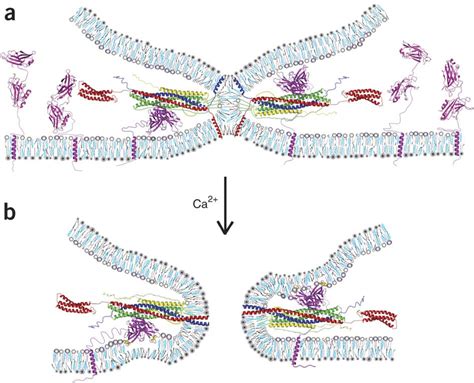 Model Of A General Ca Snare Synaptotagmin Fusiontriggering