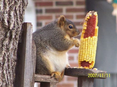 scrappin quiltin nana  big fat squirrel