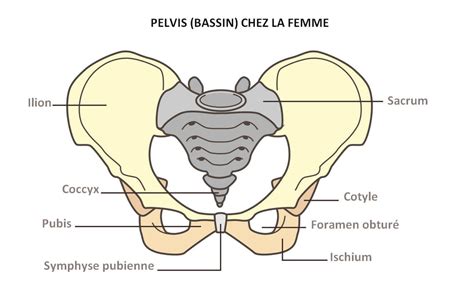 Symphyse Pubienne