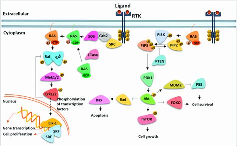 Ras Raf Mek Erk And Pi3k Mtor Signaling Pathways Download Scientific