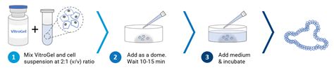 3d Organoid Cell Culture Xeno Free Hydrogel Thewell Bioscience