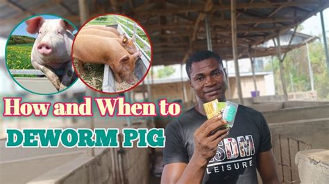 How To DEWORM PIG And When To DEWORM Them Using A DEWORMER Pig