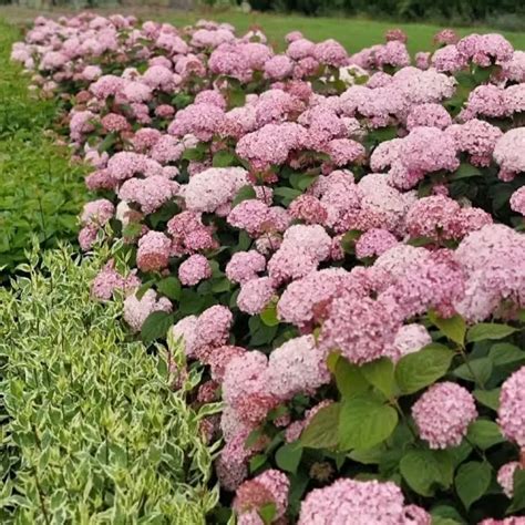 Hydrangea Arborescens Candybelle Bubblegum Plant: 12cm | Adene's Farm ...