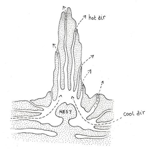 Cross Section Of Termite Mound Lizzie Harper