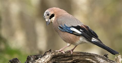 Vogels In De Tuin Herkennen Prachtige Tuinvogels Op Een Rij