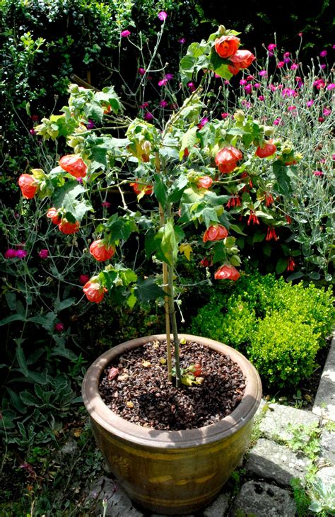 Abutilon Planter Et Cultiver Ooreka