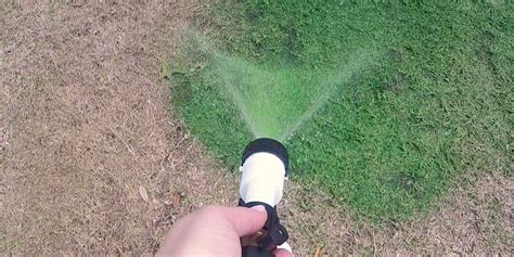 This paint for your grass will make your lawn look brand new | Grass ...