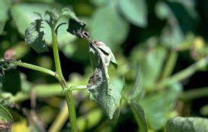 Tiempo De Plantaci N De Col China Cu Ndo Planto Col China Consejos