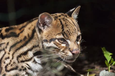 Retrato De Ocelot Leopardus Pardalis De Adulto Foto De Archivo Imagen