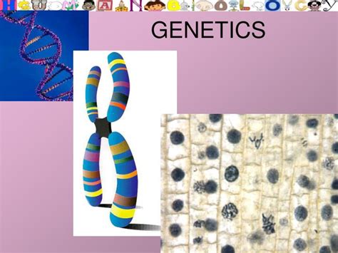 Ppt Genetics Powerpoint Presentation Free Download Id1141487