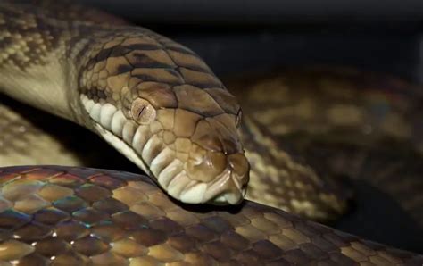 Amethystine Python - Facts, Diet, Habitat & Pictures on Animalia.bio