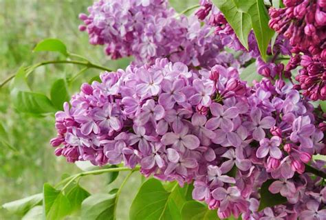 Syringa X Hyacinthiflora Old Glory Early Flowering Lilac