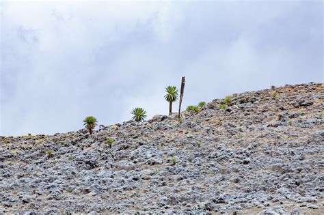 Gunung Pohon Tanaman Foto Gratis Di Pixabay Pixabay