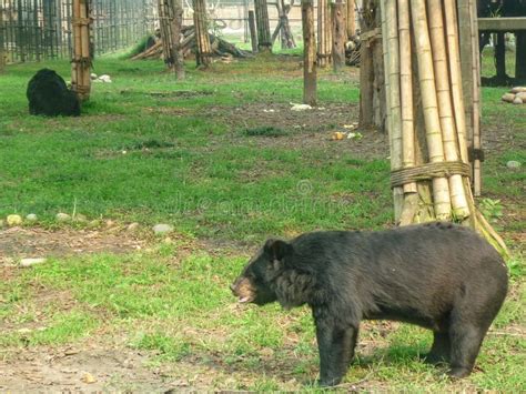 Oso Negro Asi Tico Ursus Thibetanus Imagen De Archivo Imagen De