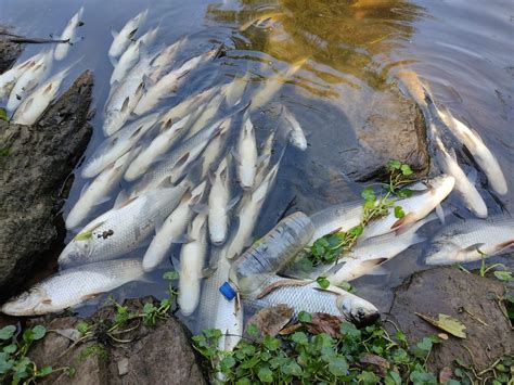 Moradores Registram Peixes Mortos Em Rio De Salto Sorocaba E Jundia G