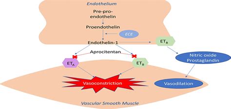 Aprocitentan A Dual Endothelin Receptor Antagonist For Tre Journal Of Cardiovascular