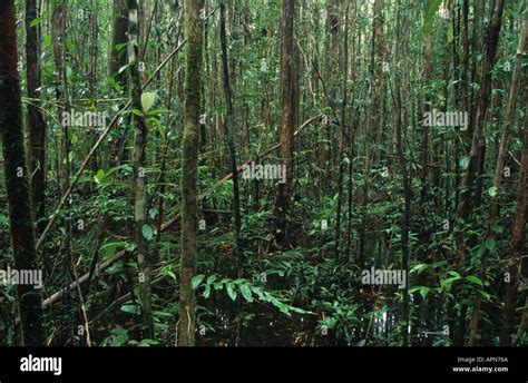 Rainforest interior in Sarawak Malaysia Stock Photo - Alamy