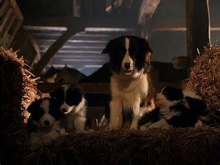 In So Many Words BABE Starring James Cromwell