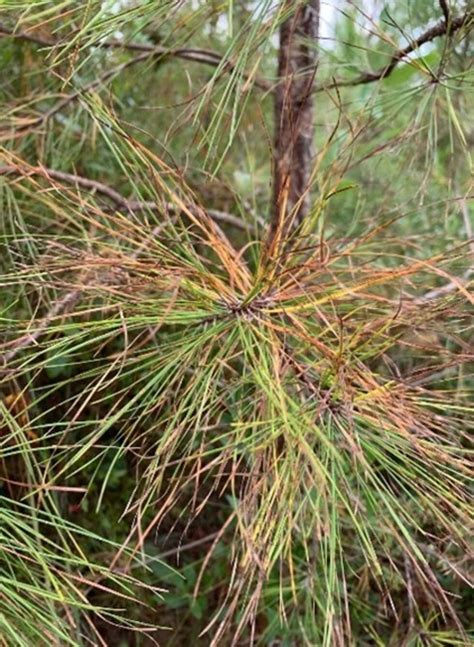 Brown Spot Needle Blight Affecting Ala Pine Trees